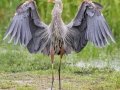 Great Blue Heron - Paynes Prairie SP - La Chua Trail - Alachua County, April 17, 2022