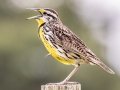 Eastern Meadowlark - Joe Overstreet Rd and Landing - Osceola County, April 19, 2022