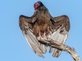 Turkey Vulture - Ten Thousand Islands NWR--Marsh Trail & Observation Tower - Collier County, April 26, 2022