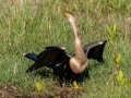 Anhinga - Ten Thousand Islands NWR--Marsh Trail & Observation Tower - Collier County, April 26, 2022