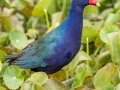 Purple Gallinule - Paynes Prairie SP - La Chua Trail - Alachua County, April 17, 2022