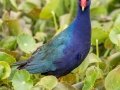 Purple Gallinule - Paynes Prairie SP - La Chua Trail - Alachua County, April 17, 2022
