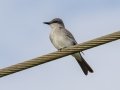 Gray Kingbird - Everglades NP - Mahogany Hammock - Miami-Dade County, Aprill 29, 2022