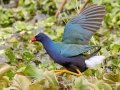 Purple Gallinule - Paynes Prairie SP - La Chua Trail - Alachua County, April 17, 2022