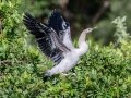 Anhinga - Venice Rookery - Sarasota County, April 23, 2022