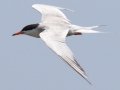 Forster's Tern