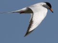 Forster's Tern