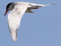 Forster's Tern