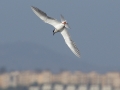 Forster's Tern