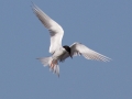 Forster's Tern