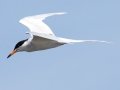 Forster's Tern