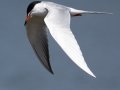 Forster's Tern