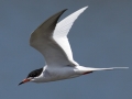 Forster's Tern