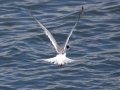 Forster's Tern