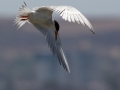 Forster's Tern