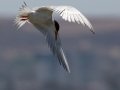 Forster's Tern
