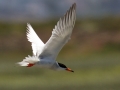 Forster's Tern