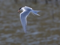 Forster's Tern