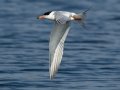 Forster's Tern