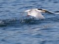 Forster's Tern