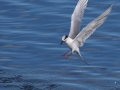 Forster's Tern