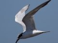 Forster's Tern