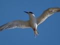 Forster's Tern