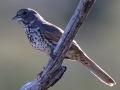 Thick-billed Fox Sparrow