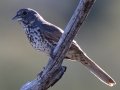 Thick-billed Fox Sparrow - Thousand Trails Campground, San Diego, California, Mar 24, 2016