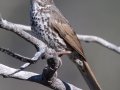 Thick-billed Fox Sparrow - Thousand Trails Campground, San Diego, California, Mar 24, 2016