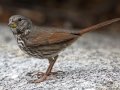 Slate-colored Fox Sparrow