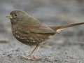 Sooty Fox Sparrow