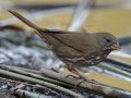 Sooty Fox Sparrow