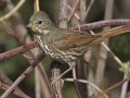 Slate-colored Fox Sparrow