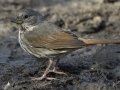Slate-colored Fox Sparrow
