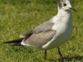 Franklin's Gull