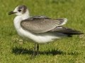 Franklin's Gull