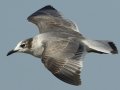 Franklin's Gull