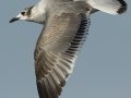 Franklin's Gull