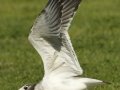 Franklin's Gull