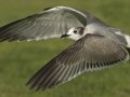 Franklin's Gull