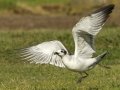 Franklin's Gull