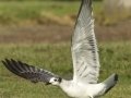Franklin's Gull