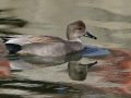 Gadwall