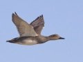 Gadwall
