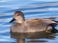 Gadwall