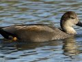 Gadwall