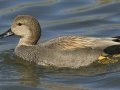 Gadwall