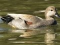 Gadwall