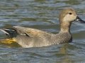 Gadwall